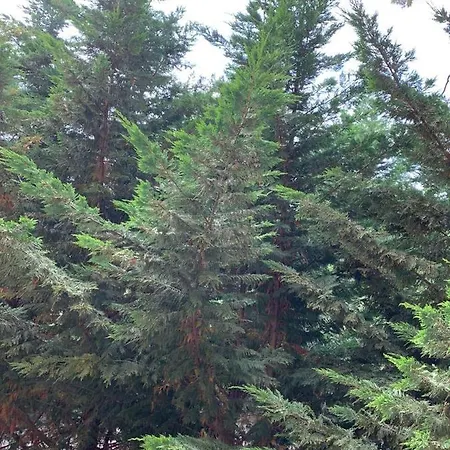 아파트호텔 Allamani 골렘